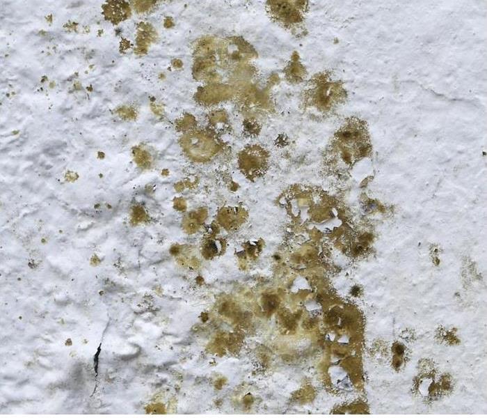 The image shows yellowish and brown mold growth on a textured ceiling
