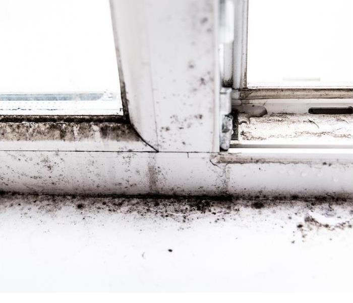 Black mold clusters along the frame of a white window.